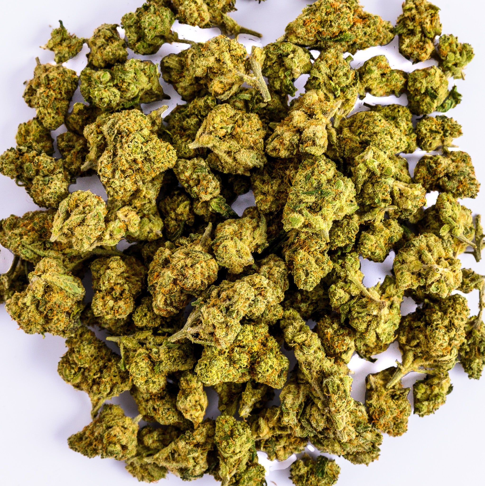 Dragon Buds Hydro CBD 10 gr